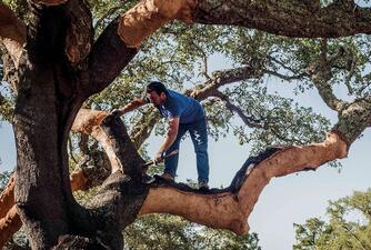 matéria-prima renovável após cada descasque