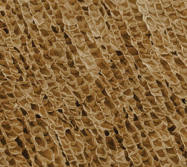 A composição química da cortiça