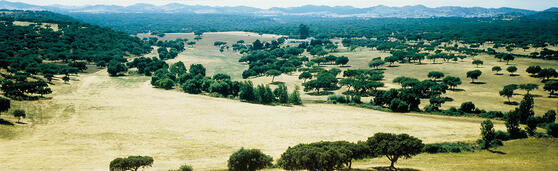 paisagem de sobreiro