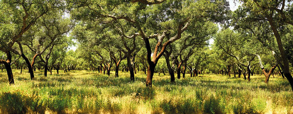 Cortiça - uma matéria-prima com milhares de anos