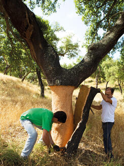 colheita da cortiça 1