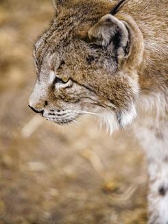 lince 1